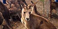 Australian kangeroos